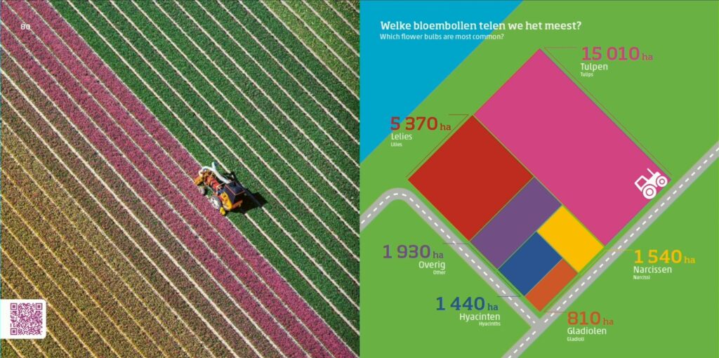 Infographic Bloembollenteelt
